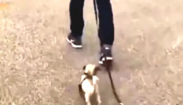 When the dog walks, it's broken and the master doesn't notice it. The dog's voice is funny