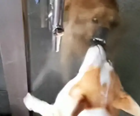 The two dogs know how to fight