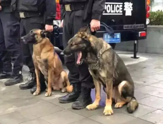 The dogs followed the master's home to pick up the police, and they were too tired to pay for it