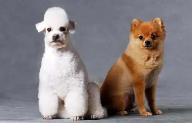 Citizens take pet dogs into the baby seats at the hotel and get pissed off by netizens