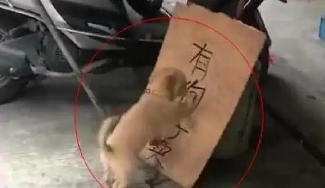 The dog knows the owner's selling them and then messes up everything