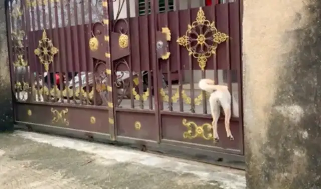 The dog is stuck in the door. The roadman is helping with the leg. That's funny