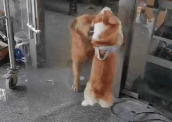 The two dogs know how to fight
