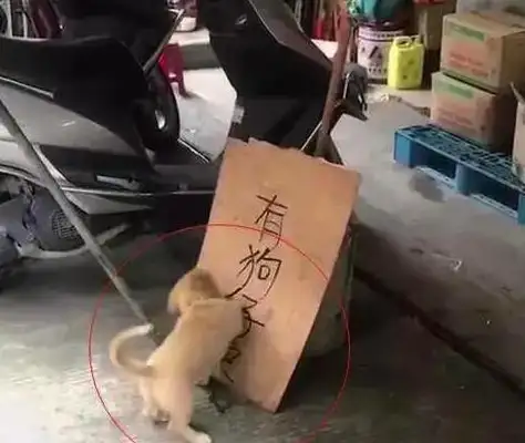 The dog knows the owner's selling them and then messes up everything