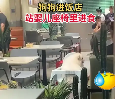 Citizens take pet dogs into the baby seats at the hotel and get pissed off by netizens