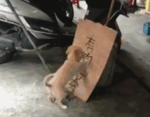 The dog knows the owner's selling them and then messes up everything