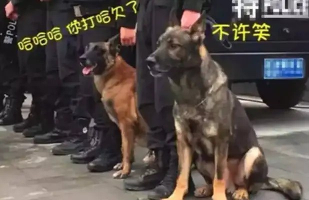 The dogs followed the master's home to pick up the police, and they were too tired to pay for it