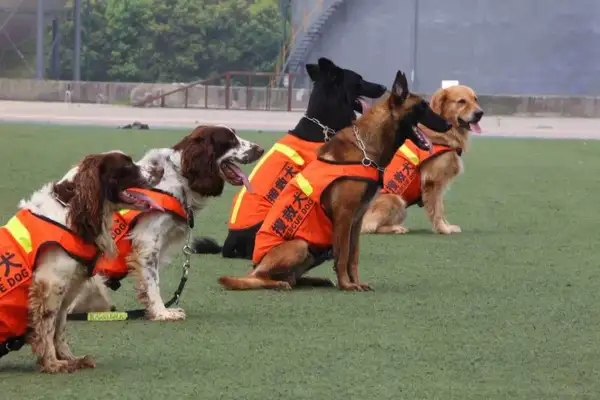The search dogs are human beings