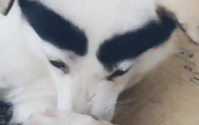 The master put two brows on the dog, the dog: Squawk Officer, am I cute