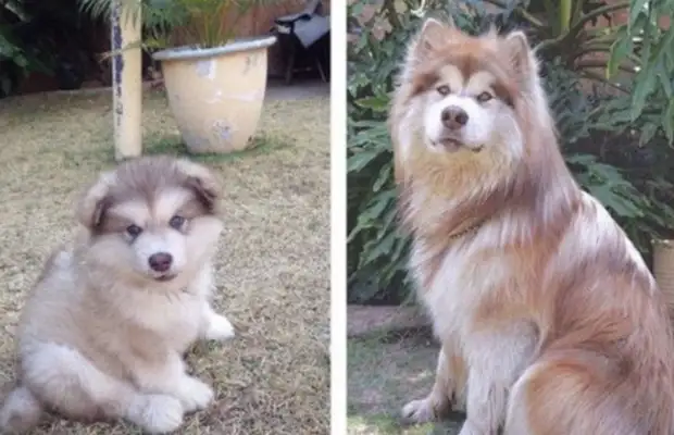 In a few months, the Alaska sled dog became a lion