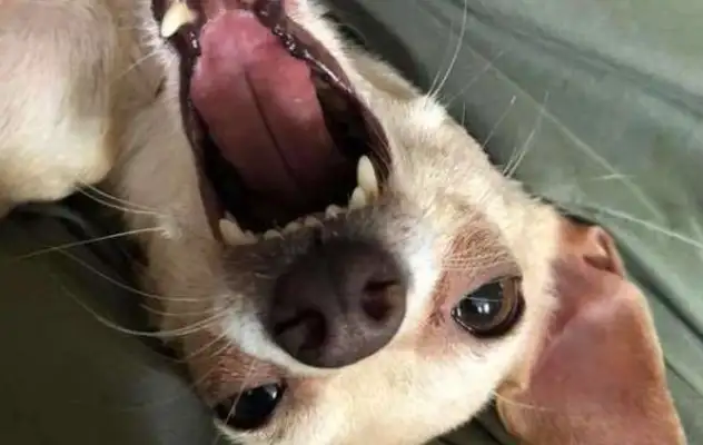 I used to snort at my little dog, and now I'm the hot guy specializing in chihuahua!