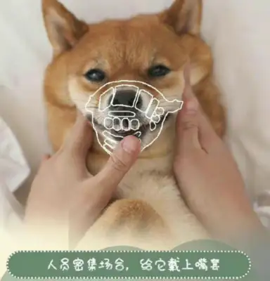 Citizens take pet dogs into the baby seats at the hotel and get pissed off by netizens