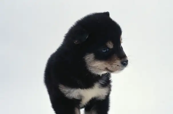 There's only one black puppy left in the early morning fire shop