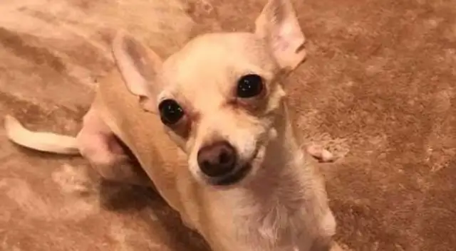 I used to snort at my little dog, and now I'm the hot guy specializing in chihuahua!