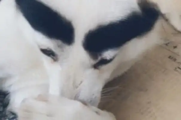 The master put two brows on the dog, the dog: Squawk Officer, am I cute