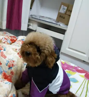 The lovely Teddy is very much in the favor of his master
