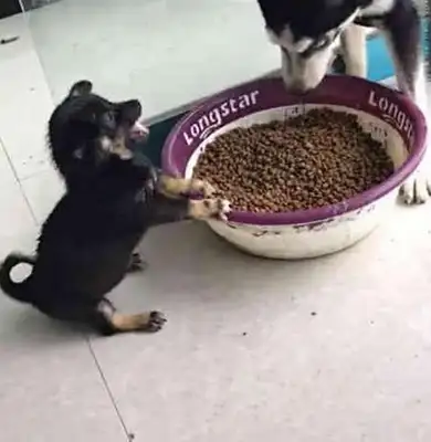 Two-hubs took the dog's food, and he was so mean to the little dog that he thought he was the king