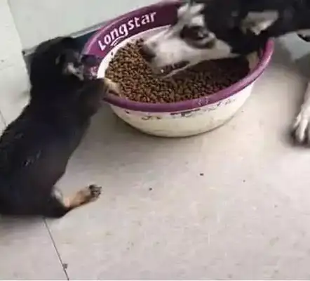 Two-hubs took the dog's food, and he was so mean to the little dog that he thought he was the king
