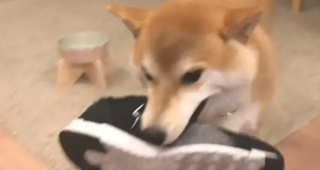 The master brought his boyfriend home, and his boots were hidden by a wooddog