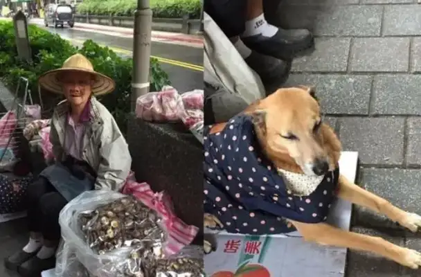 The poor women of Taiwan have been feeding their dogs for 10 years