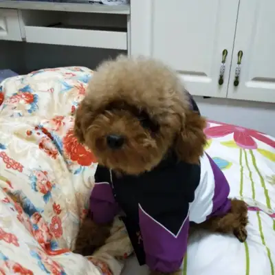 The lovely Teddy is very much in the favor of his master