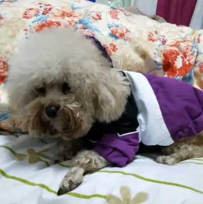 The lovely Teddy is very much in the favor of his master