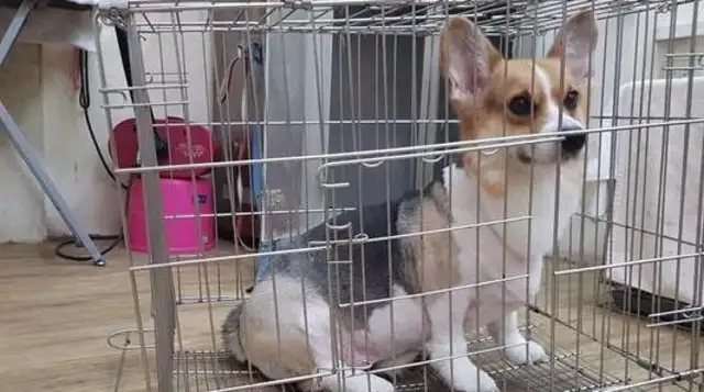 Kirky's ass is too heavy, and the bottom of the dog cage is sitting down