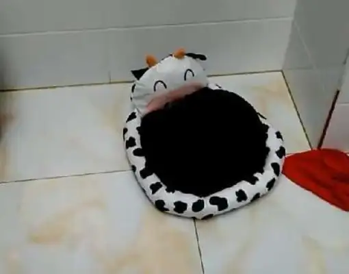 The netizens said they raised little Teddy. Turn off the lights. They didn't believe me until they saw the dog