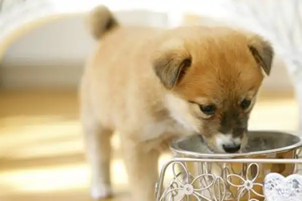 The dog bowl hides a killer machine. The amount of virus in the bowl is far beyond excrement
