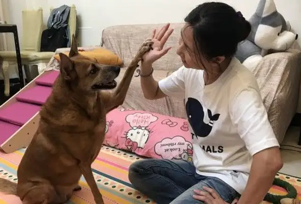 Dogs rise up early and are thrown out of a ditch and taken away by women for ten years