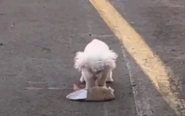 Master's car accident, life or death, save the dog