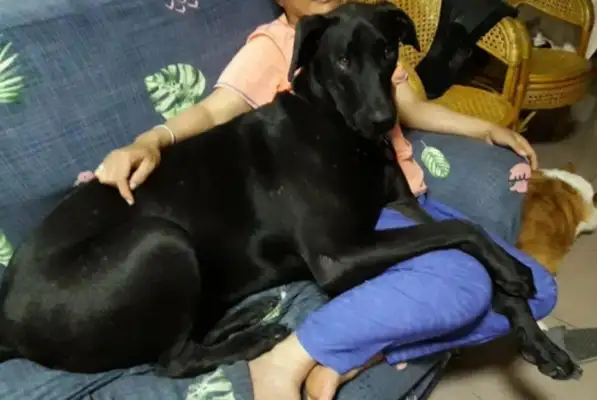 When a man was slapped by a dog, he looked up and couldn't breathe. Gas