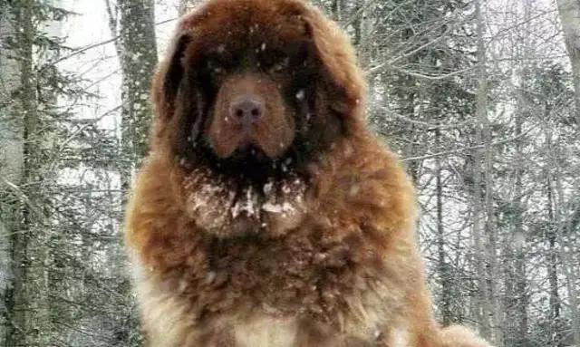 Such a super-sized dog, with a more ferocious appearance design than a hideout, but less guts than a child, called a Nordic wind monster