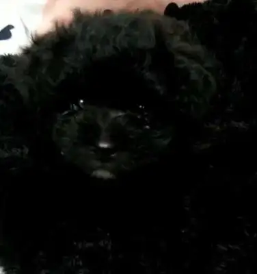 The netizens said they raised little Teddy. Turn off the lights. They didn't believe me until they saw the dog