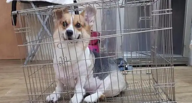 Kirky's ass is too heavy, and the bottom of the dog cage is sitting down