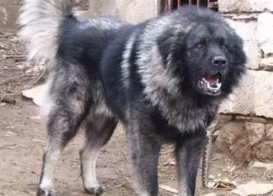 Such a super-sized dog, with a more ferocious appearance design than a hideout, but less guts than a child, called a Nordic wind monster