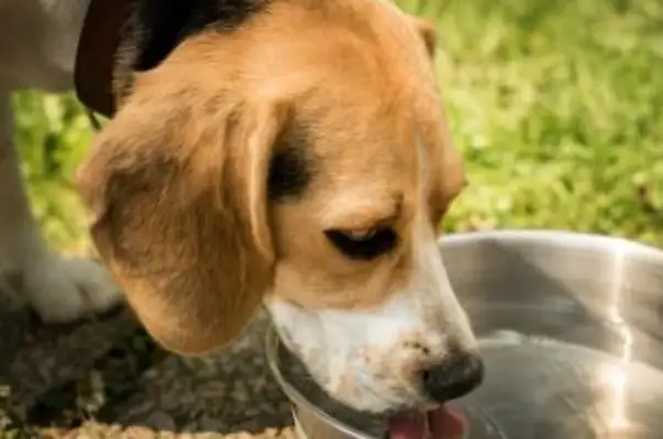 The dog bowl hides a killer machine. The amount of virus in the bowl is far beyond excrement