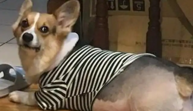 Kirky's ass is too heavy, and the bottom of the dog cage is sitting down