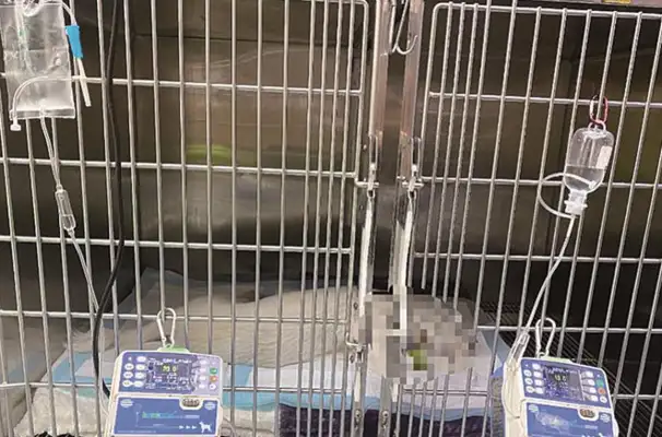 Less than 20 hours after referral, the dog died