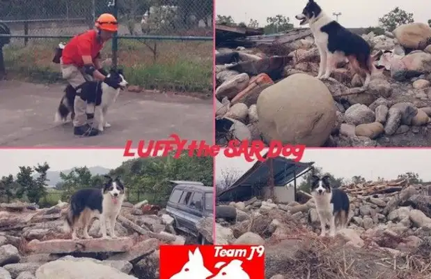 Search and rescue canine rubble was completed in five minutes