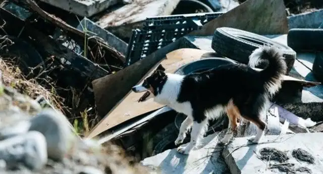 Search and rescue canine rubble was completed in five minutes