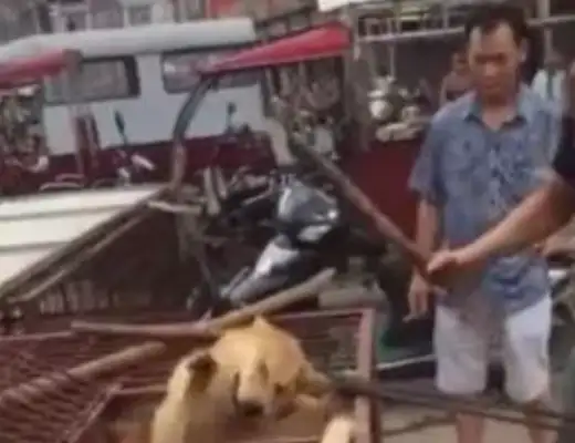 The dog sticks on the head, and the dog's crying, and it's getting angry