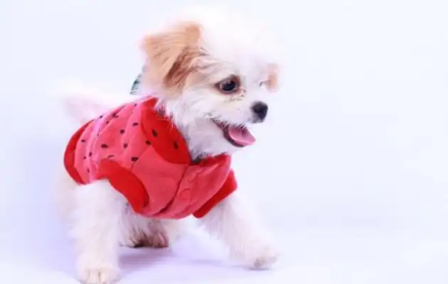 The dog was abandoned with anxiety, fell in love with clothes and warmed the owner to make his own closet