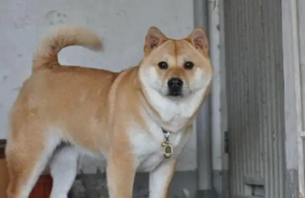 Ms. Lee bought a firewood dog for $8,000 and raised it three years later