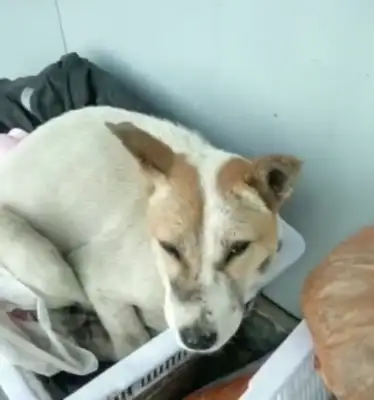 The dog fell into the cold, the master screamed tore her heart apart, and she was sarcastic..