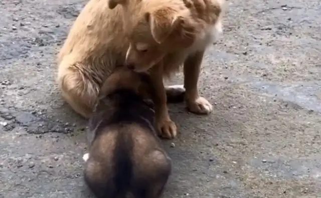 The baby dog who came to the door, saw his mom behind him, and he cried