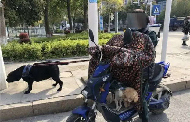 In order to lose weight to pet dogs, women make dogs pull electric cars