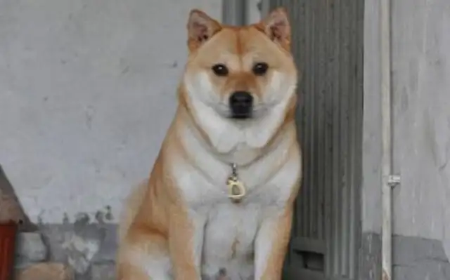 Ms. Lee bought a firewood dog for $8,000 and raised it three years later