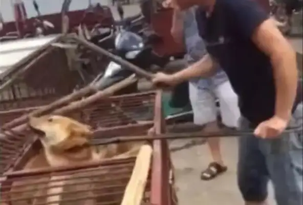 The dog sticks on the head, and the dog's crying, and it's getting angry