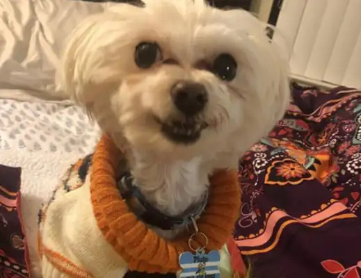 The dog was abandoned with anxiety, fell in love with clothes and warmed the owner to make his own closet